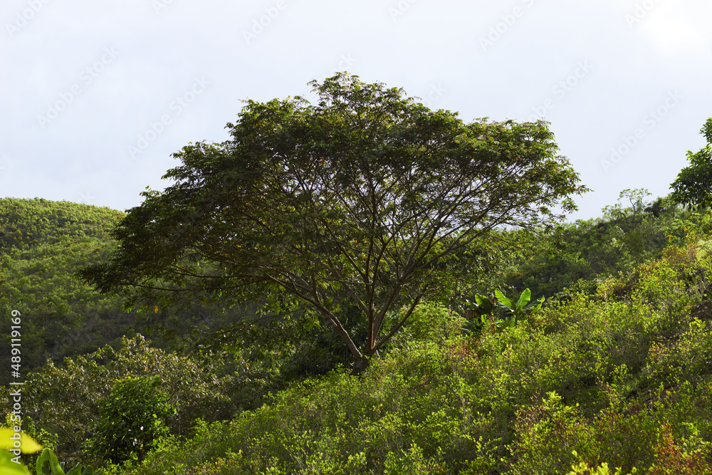 Green tree growing on mountain slope in daylight Green tree growing on mountain slope in daylight