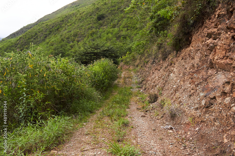 Narrow pathway between lush vegetation in mountains Narrow pathway between lush vegetation in mountains