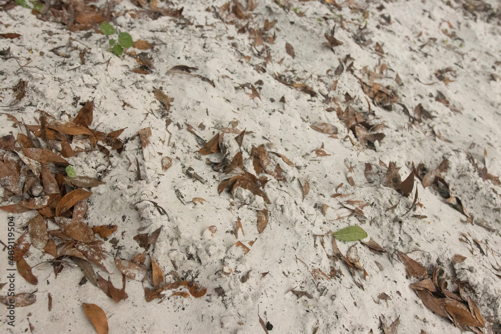 leaves on sand leaves on sand