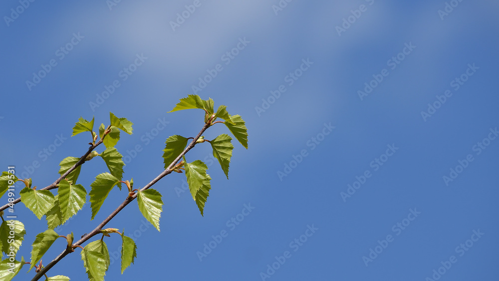 Young green leaves of trees against blue sky, nature spring season background, banner, copy space. Young green leaves of trees against blue sky, nature spring season background, banner, copy space.
