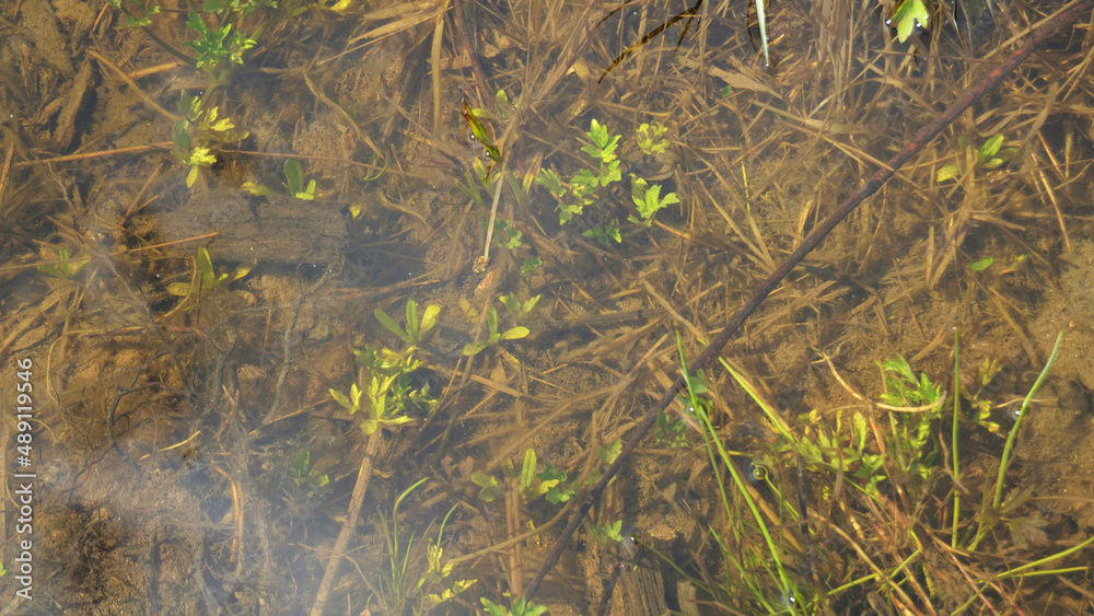 Natural texture of spring wet land with rotten grass in a puddle under water Natural texture of spring wet land with rotten grass in a puddle under water