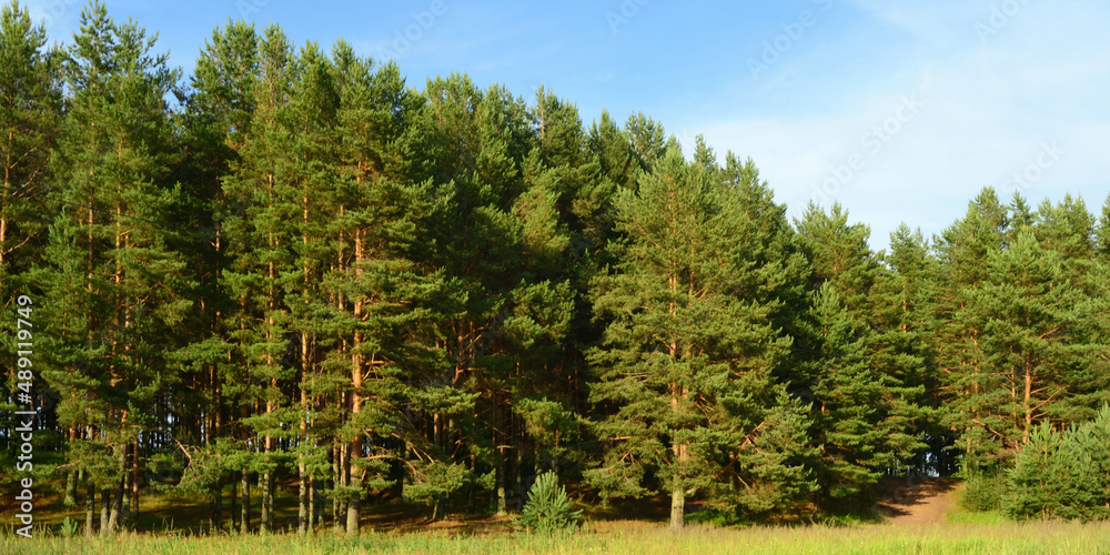 Panorama of the forest of pine trees, fir trees and shrubs. Blue sky ...