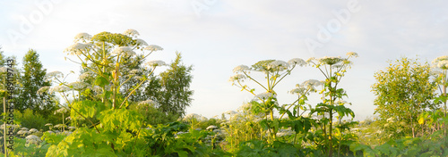 Aggressive dangerous plant Giant Hogweed (heracleum sphondylium). Wild flowers and grass closeup, horizontal panoramic photo.