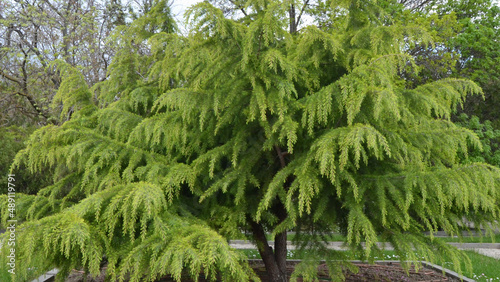 beautiful young Atlas Cedar tree (Cedrus Atlantica Glauca)