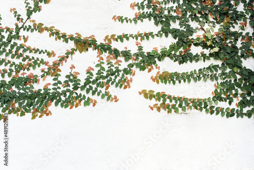 Ivy leaves on a white background, white brick wall, texture. Macfadyena unguis cati. photo