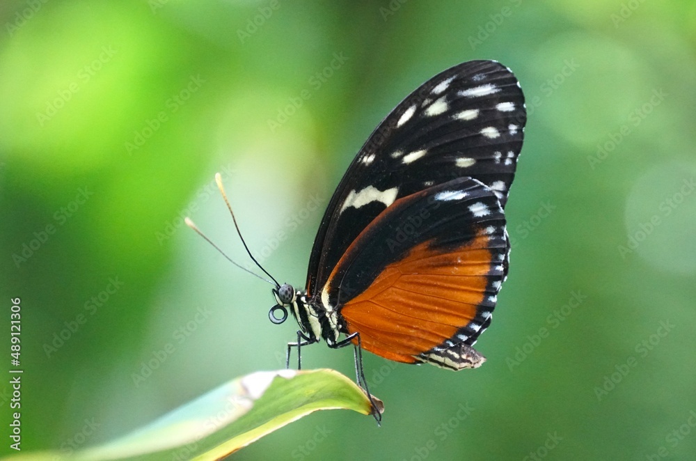 Beautiful orange and black butterfly on top of a leaf Beautiful orange and black butterfly on top of a leaf