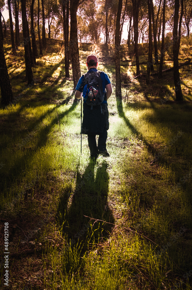 Middle-aged man equipped with a backpack and trekking poles enjoying a nice spring day hiking through a pine forest