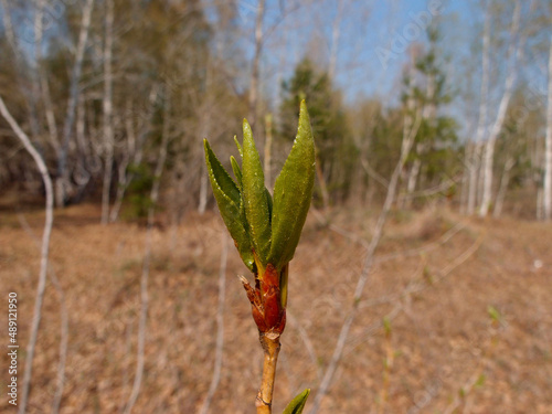First leaves in the spring Siberian forest