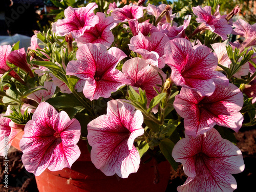 Petunia Opera crimson veins in the Siberian garden