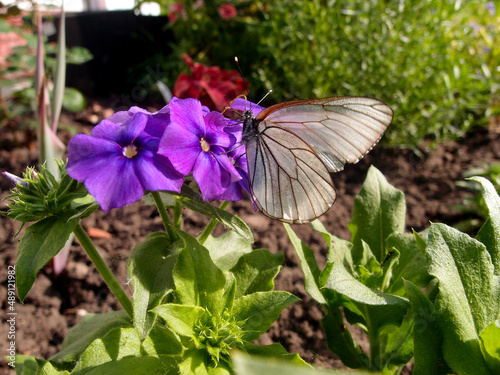 Beautiful butterfly on a purple flower collects pollen