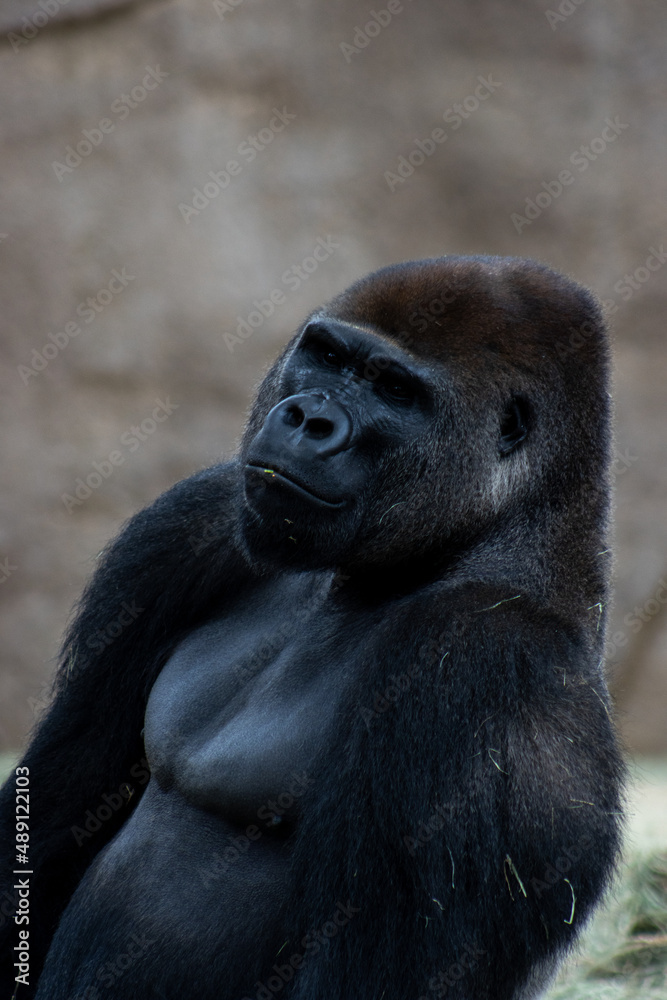 View of a Calm and Peace on Western Lowland Gorillas Face in Captivity at the San Diego Zoo Safari Park in San Diego, California, United States.