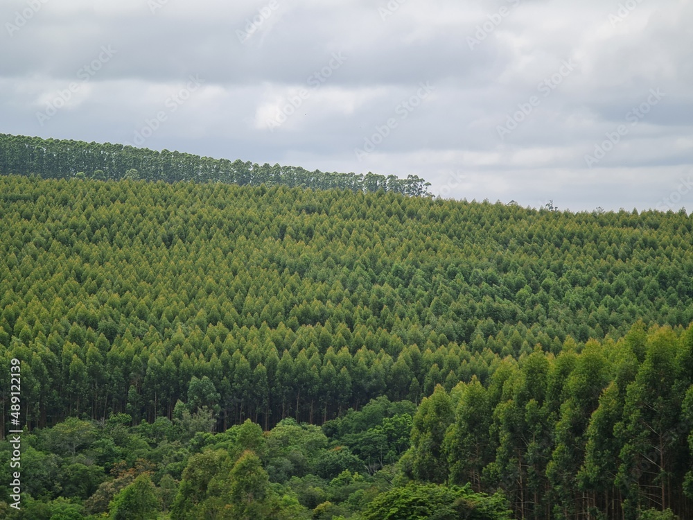 Fototapeta premium plantio de eucaliptus