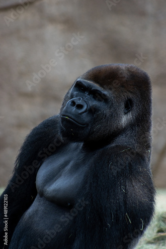 View of a Calm and Peace on Western Lowland Gorillas Face in Captivity at the San Diego Zoo Safari Park in San Diego, California, United States. © Володимир Маценко