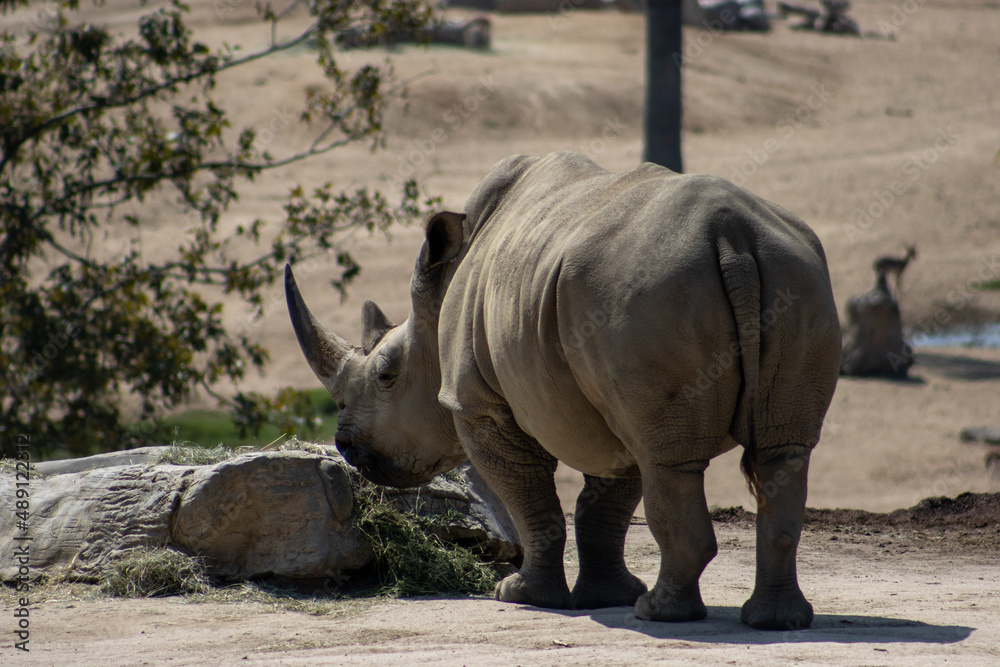 Naklejka premium The Javan rhinoceros (Rhinoceros sondaicus),Wildlife Safari, Oregon, USA. Also known as the Sunda rhinoceros or lesser one-horned rhinoceros, is a very rare member of the family 