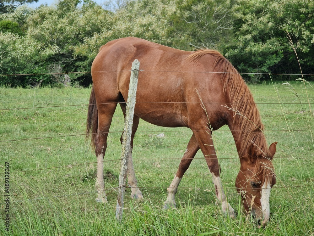 Fototapeta premium cavalos