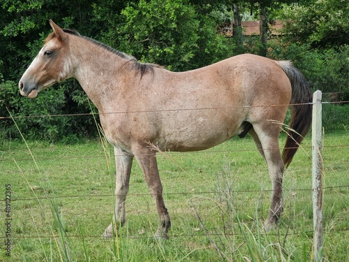 cavalos