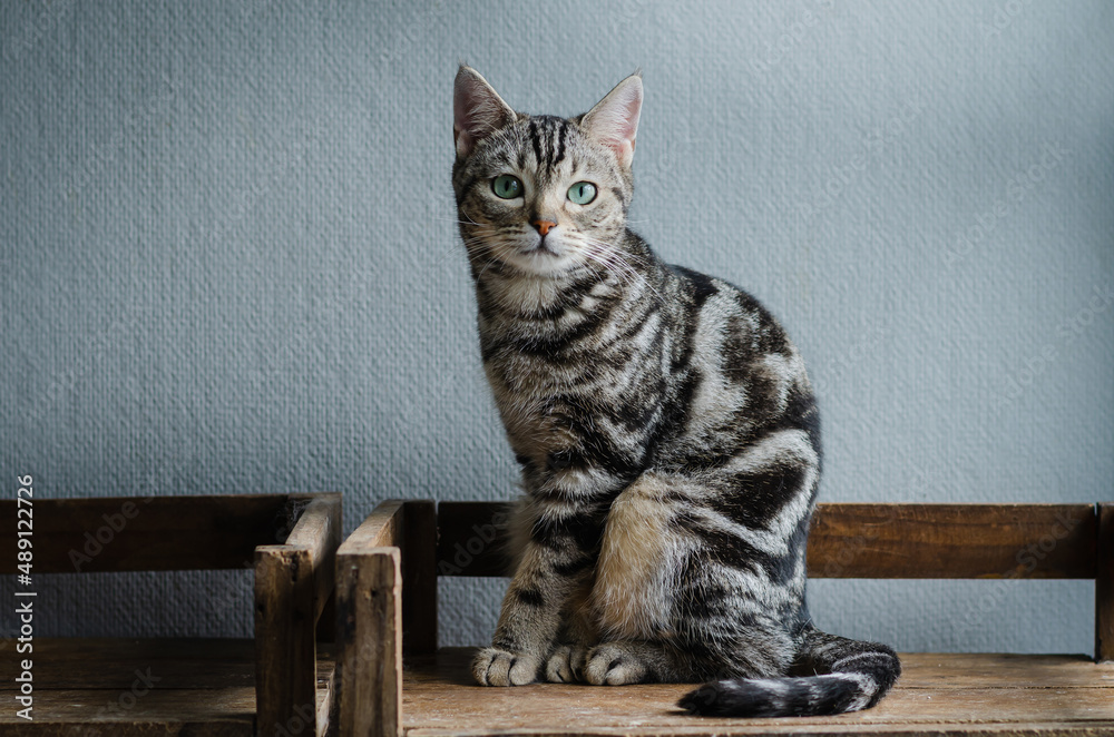 Cute american short hair cat sitting