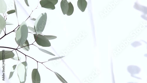 白いファブリックと植物の影が風で揺れる明るい背景
