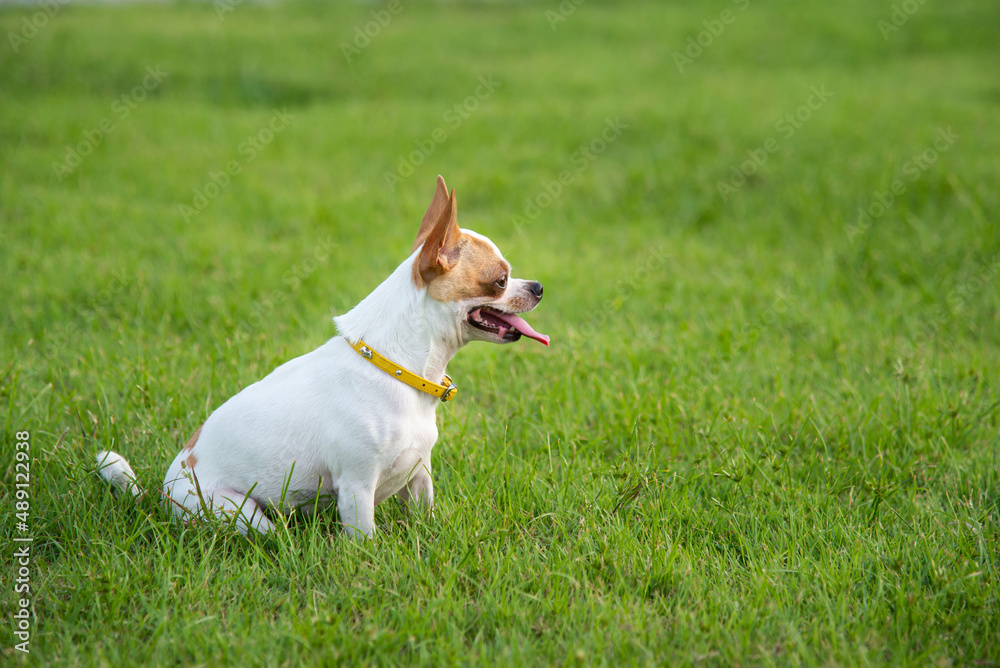 Short hair Chihuahua dog sitting on green grass
