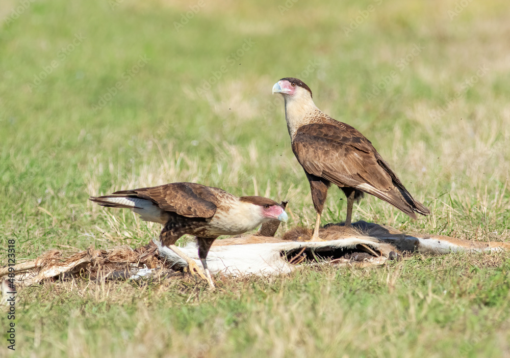A pair of crested caracaras hang around a dead deer killed by a car north of alligator alley off I-75 in south Florida A pair of crested caracaras hang around a dead deer killed by a car north of alligator alley off I-75 in south Florida