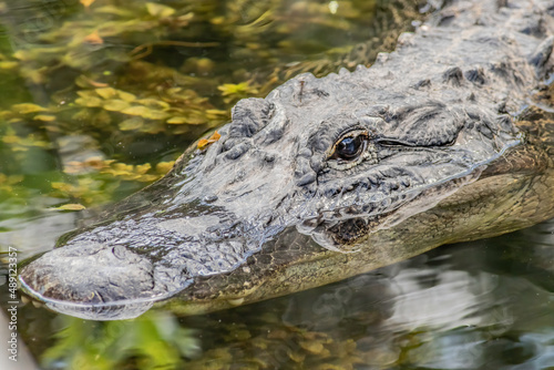 A large American alligator head up close in the Everglades National Park cypress swamp