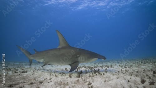 Tracking great hammerhead shark underwater, slow motion photo