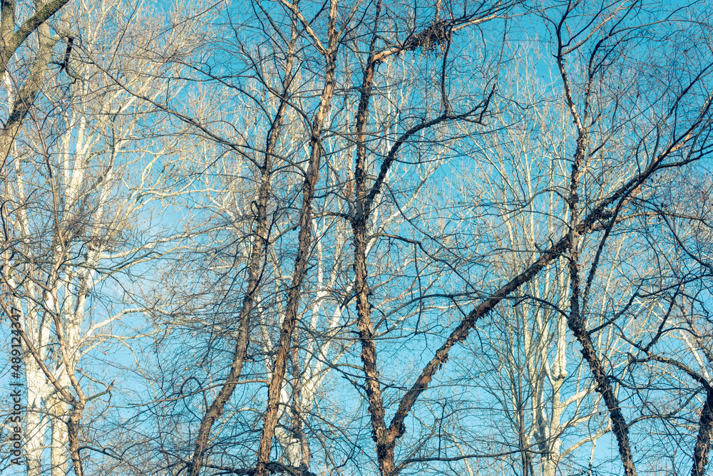Bare trees against a blue sky in winter Bare trees against a blue sky in winter