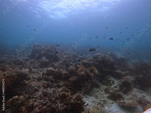 Coral reef and fish in the Mabul Island