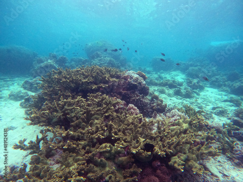 Coral reef and fish in the Mabul Island