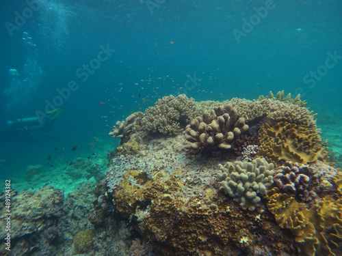 Fototapeta Naklejka Na Ścianę i Meble -  Coral reef and fish in the Mabul Island