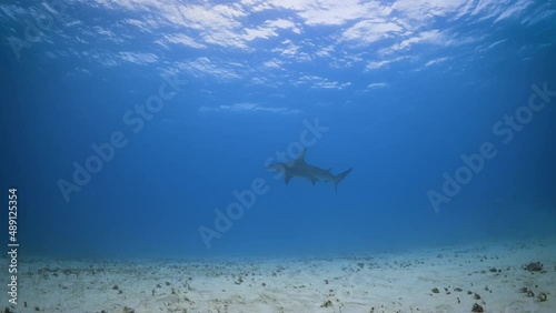 Underwater slow motion shots of Great hammerhead shark photo