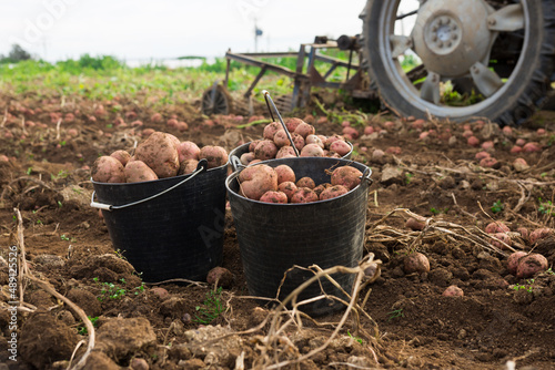 Potato tubers in black plastic buckets on vegetable field.