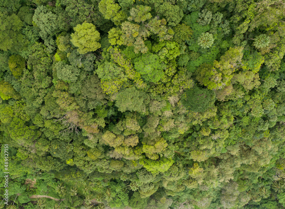 Amazing forest Aerial view of forest trees Rainforest ecosystem and healthy environment background Texture of green trees forest top down