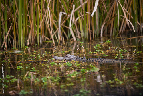 Alligator in the swamp - New Orleans
