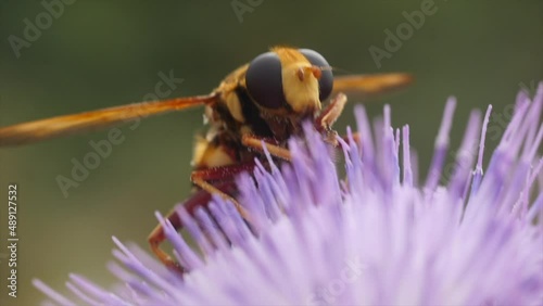 Very close up of Volucella zonaria looks like a bee in a pink thistle flower photo