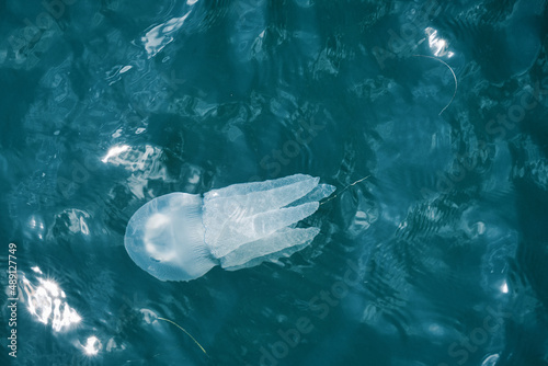 large jellyfish in blue sea water close-up, top view