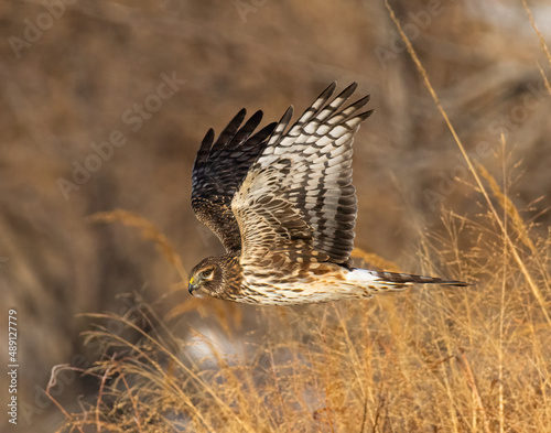Quadro su tela Northern harrier (Circus hudsonius) female gliding low just above grass Colorado
