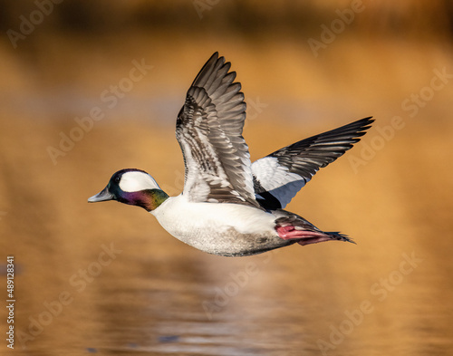 Bufflehead (Bucephala albeola) drake in flight with full breeding plumage Colorado, USA
