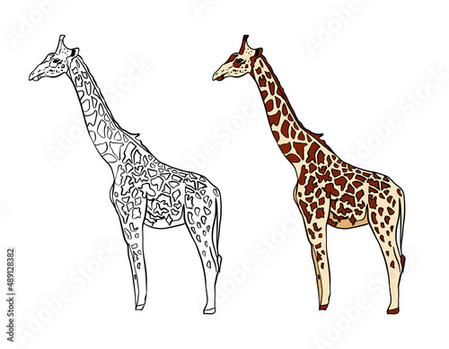 Illustration for a coloring book in color and black and white. Drawing of a giraffe on a white isolated background. High quality illustration