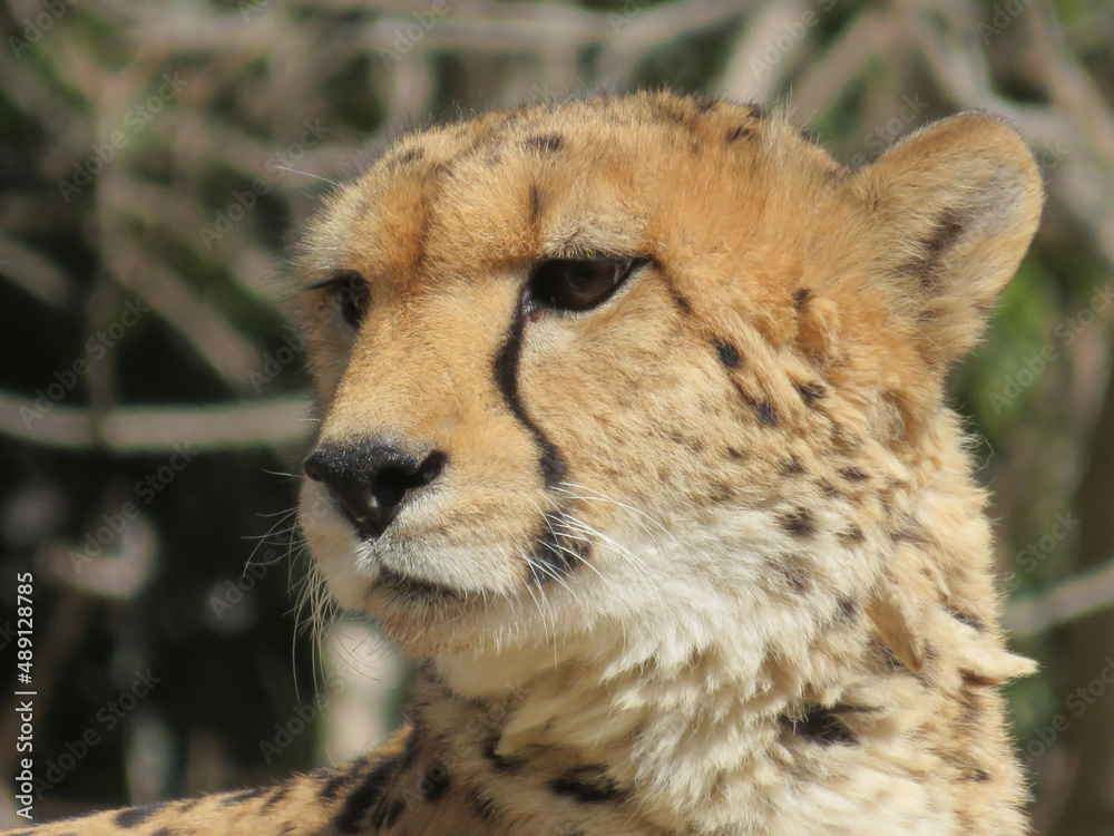 close up of cheetah