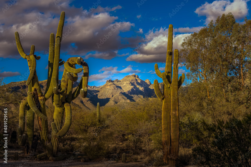 2022-02-23 THE CATALINA MOUNTAIN RANGE IN TUCSON ARIZONA WITH UNDER BRUSH AND CACTUS IN THE FOREGROUND AND A CLOUDY SKY