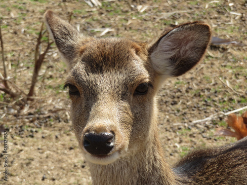 white deer