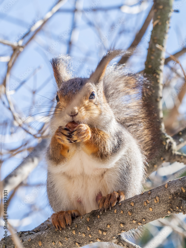The squirrel with nut sits on tree in the winter or late autumn The squirrel with nut sits on tree in the winter or late autumn