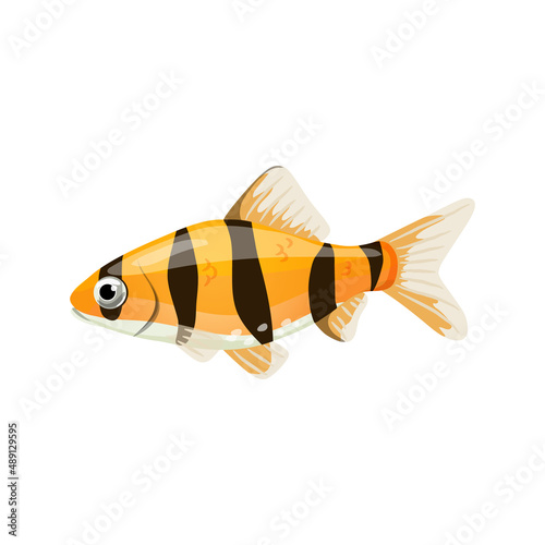 Aquarium fish tiger barb,single illustration in realistic cartoon