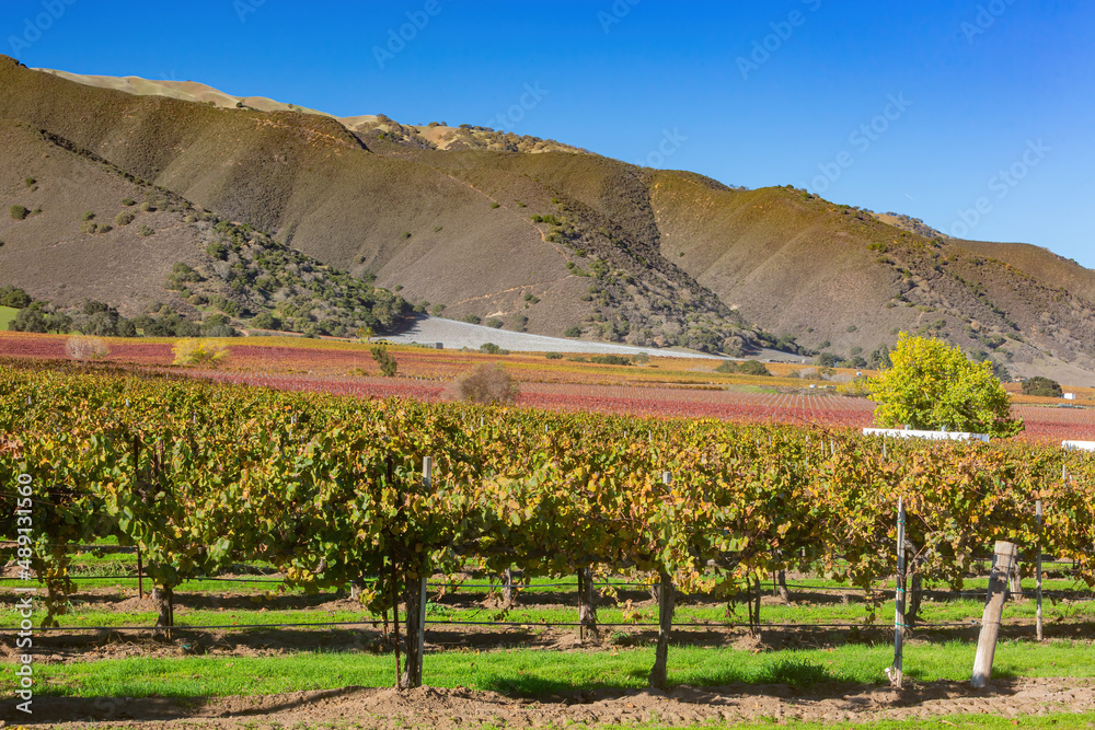 Sunny view of the vineyard landscape of Salinas Valley
