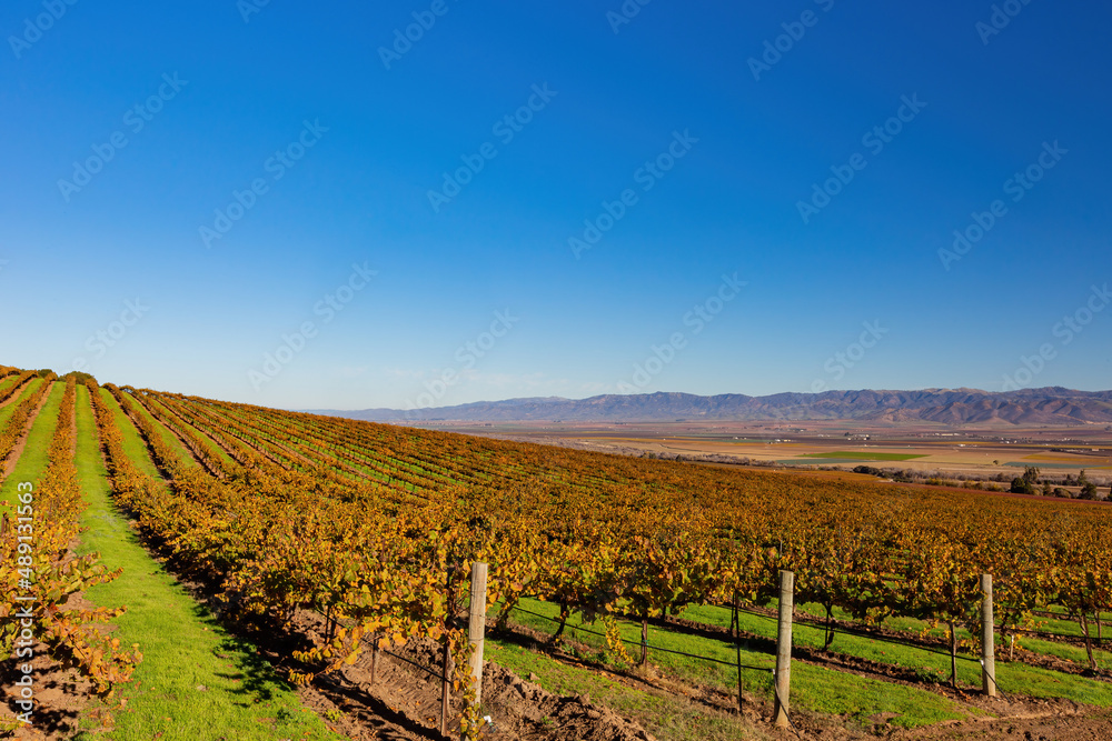 Sunny view of the vineyard landscape of Salinas Valley