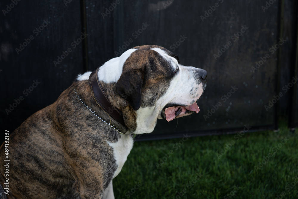 mastiff dog mastiff dog