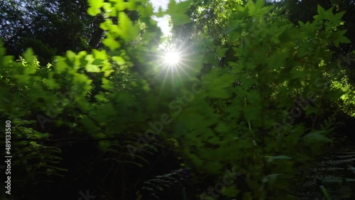 Handheld of bushes in foreground and bright sun beams shining through dense green rainforest at daytime photo