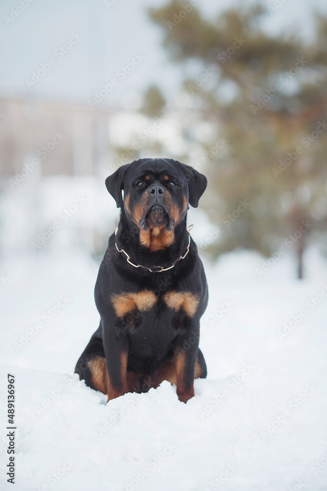 portrait of a dog Rottweiler in the snow portrait of a dog Rottweiler in the snow