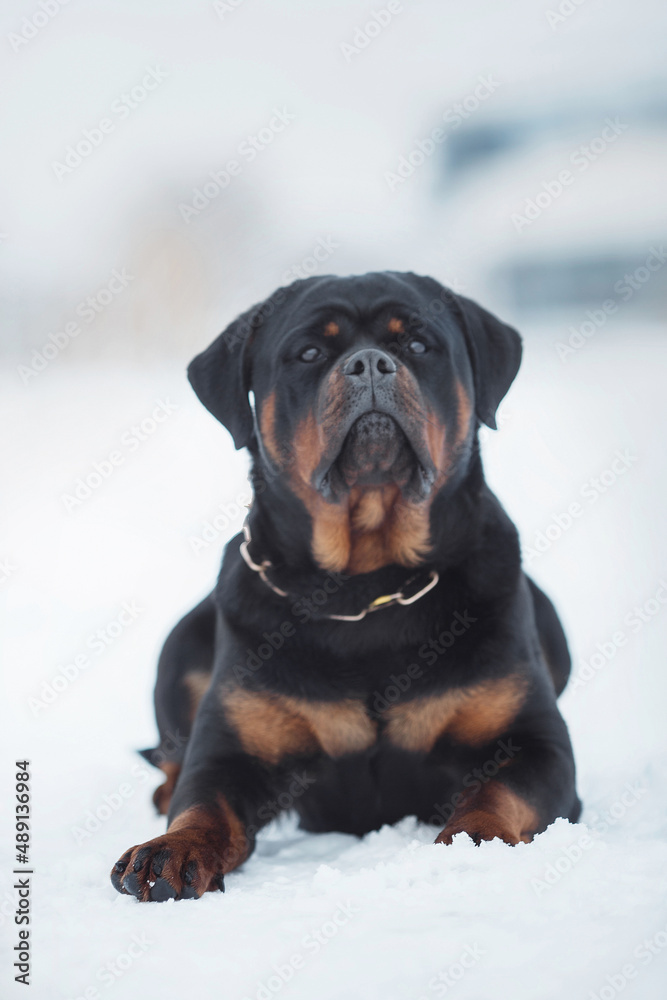 portrait of a dog Rottweiler in the snow portrait of a dog Rottweiler in the snow